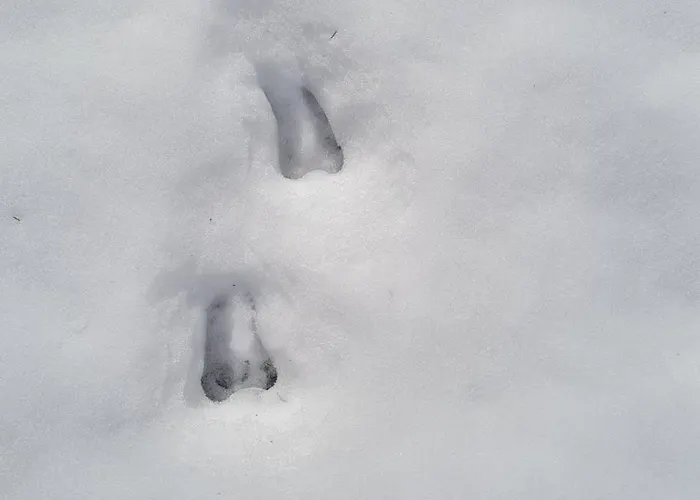 приветливо смарт студио, с изглед към снежанка и писта пампорово-стойките Stoykite
